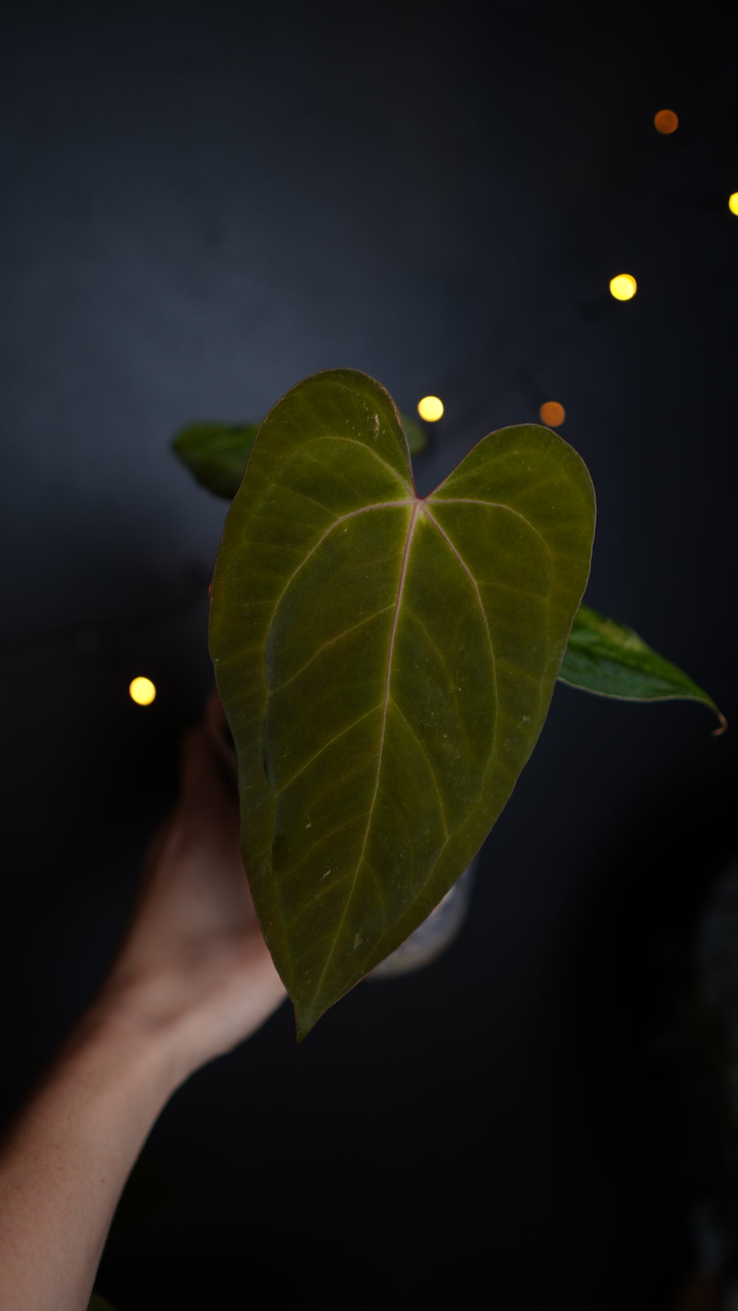 Anthurium Papillilaminum 'Crocodile' (Anthurium Papillilaminum x Papillilaminum hybride)