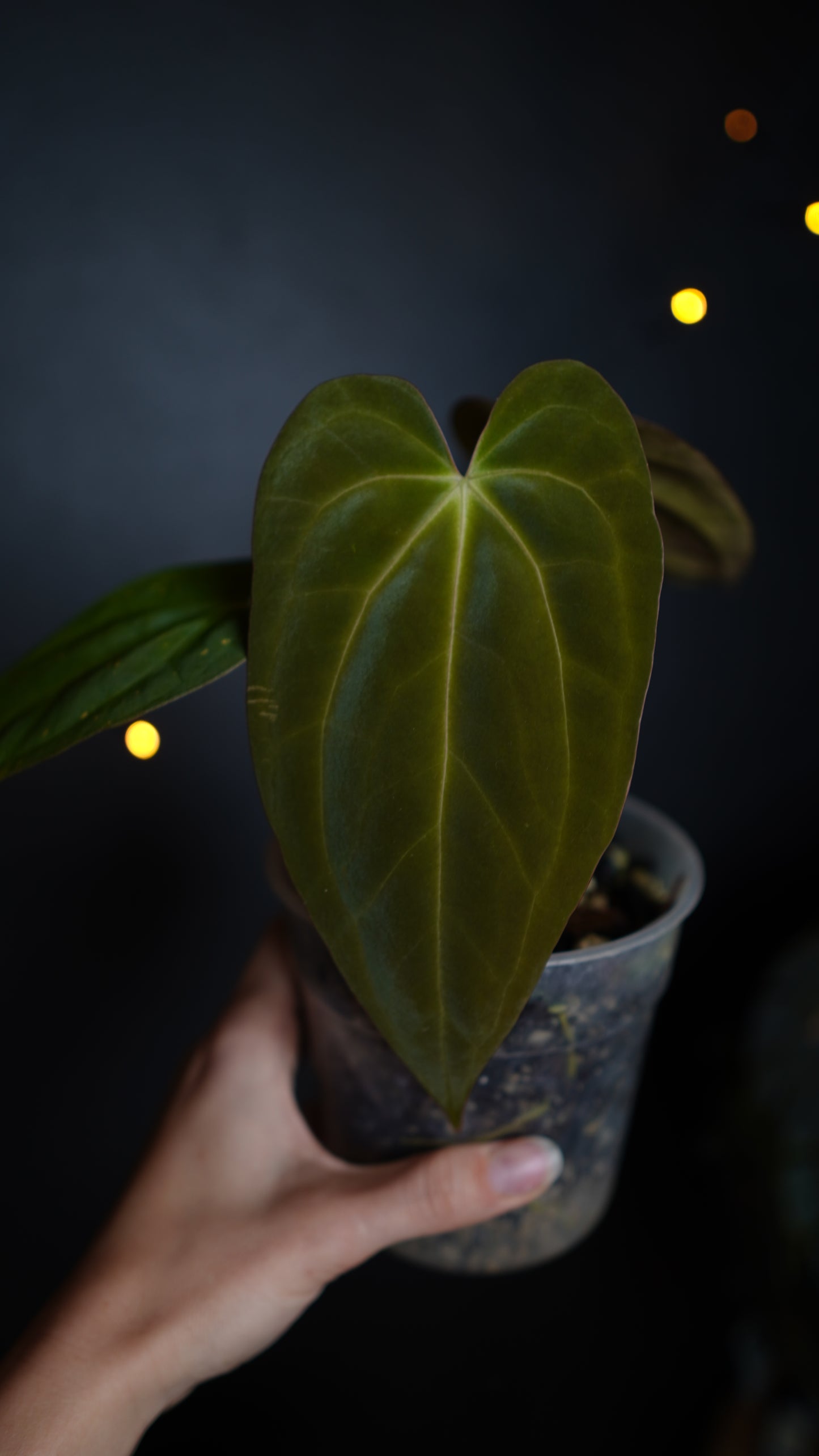 Anthurium Papillilaminum 'Crocodile' (Anthurium Papillilaminum x Papillilaminum hybride)