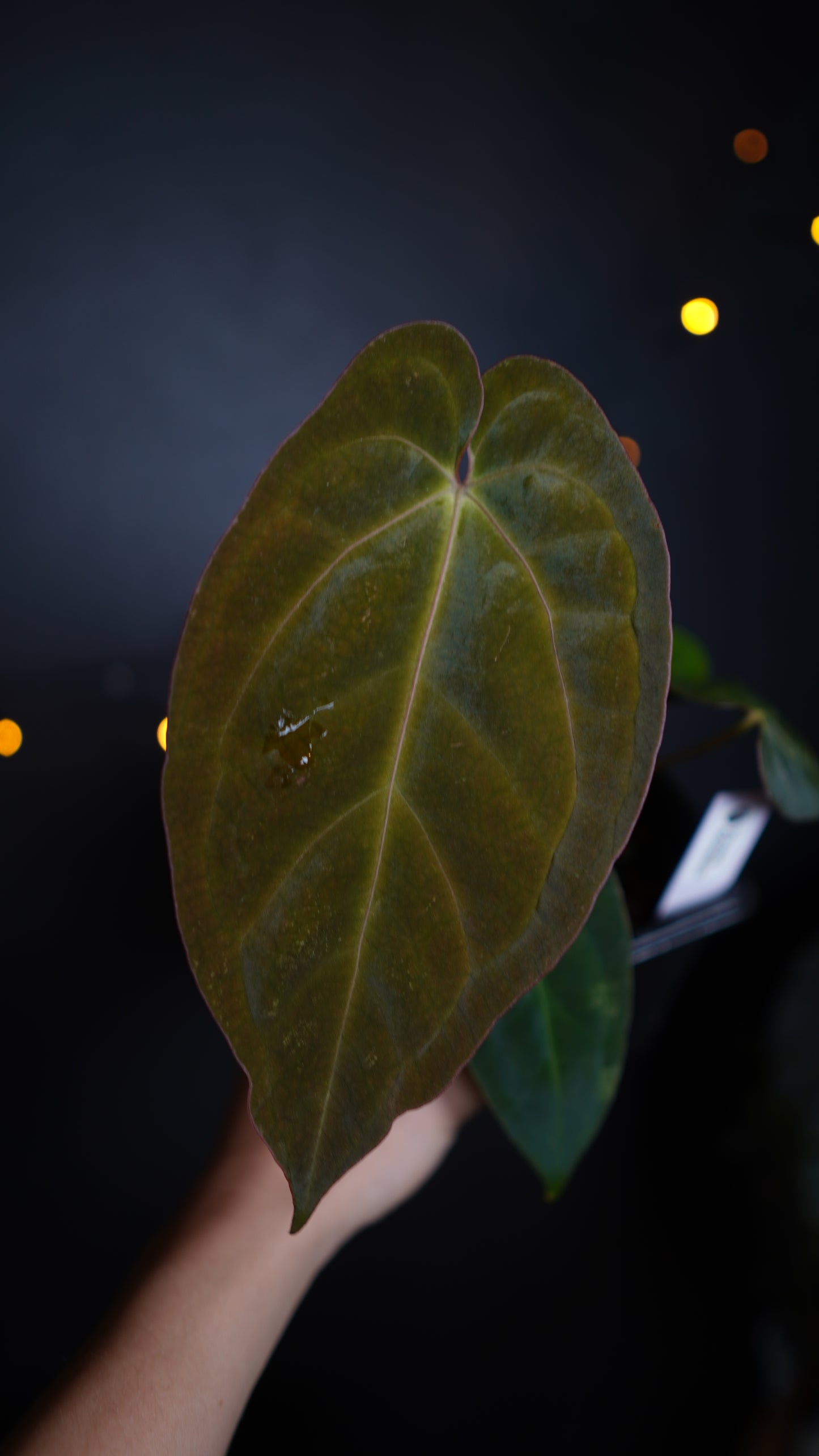 Anthurium Papillilaminum 'Crocodile' (Anthurium Papillilaminum x Papillilaminum hybride)