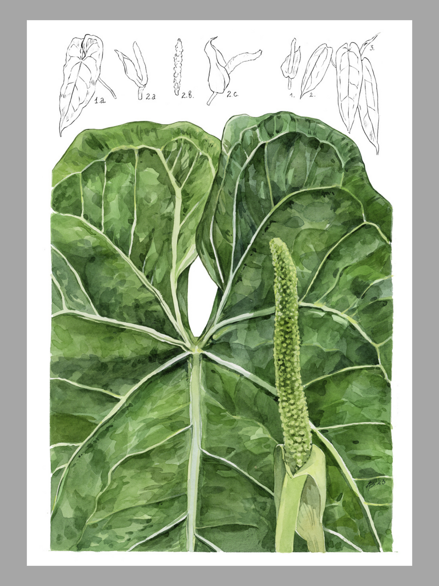 Illustration botanique Anthurium Warocqueanum - Young Botanist