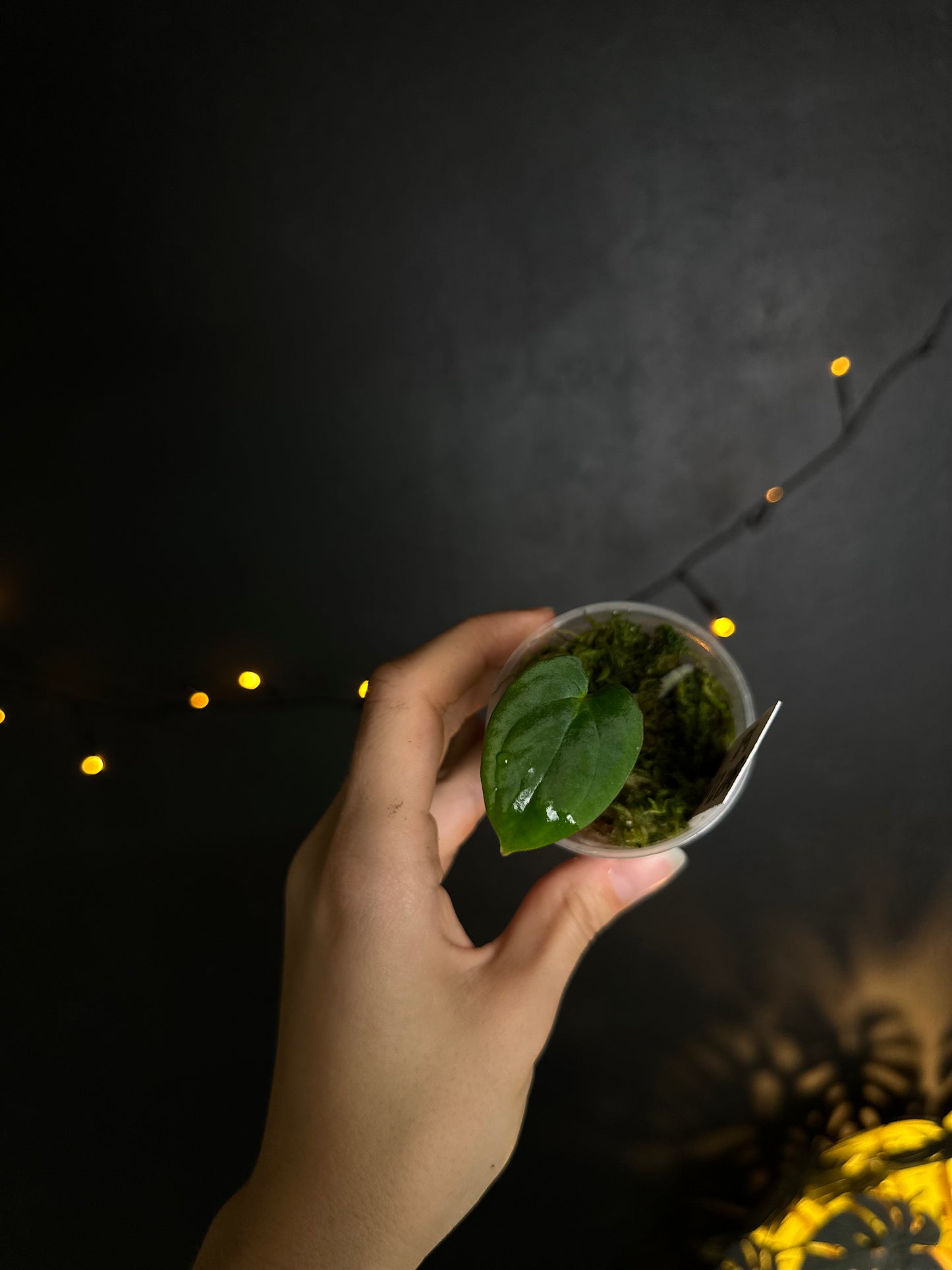 Anthurium Antalokii / BVEP S3 x OG1 - Scott Cohen