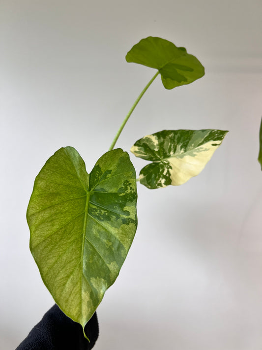 Alocasia Gageana variegata - albo type