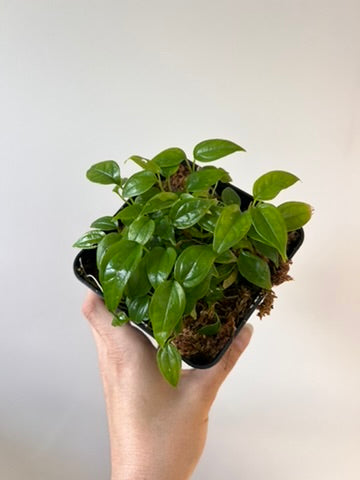 Anthurium moonenii - seedling