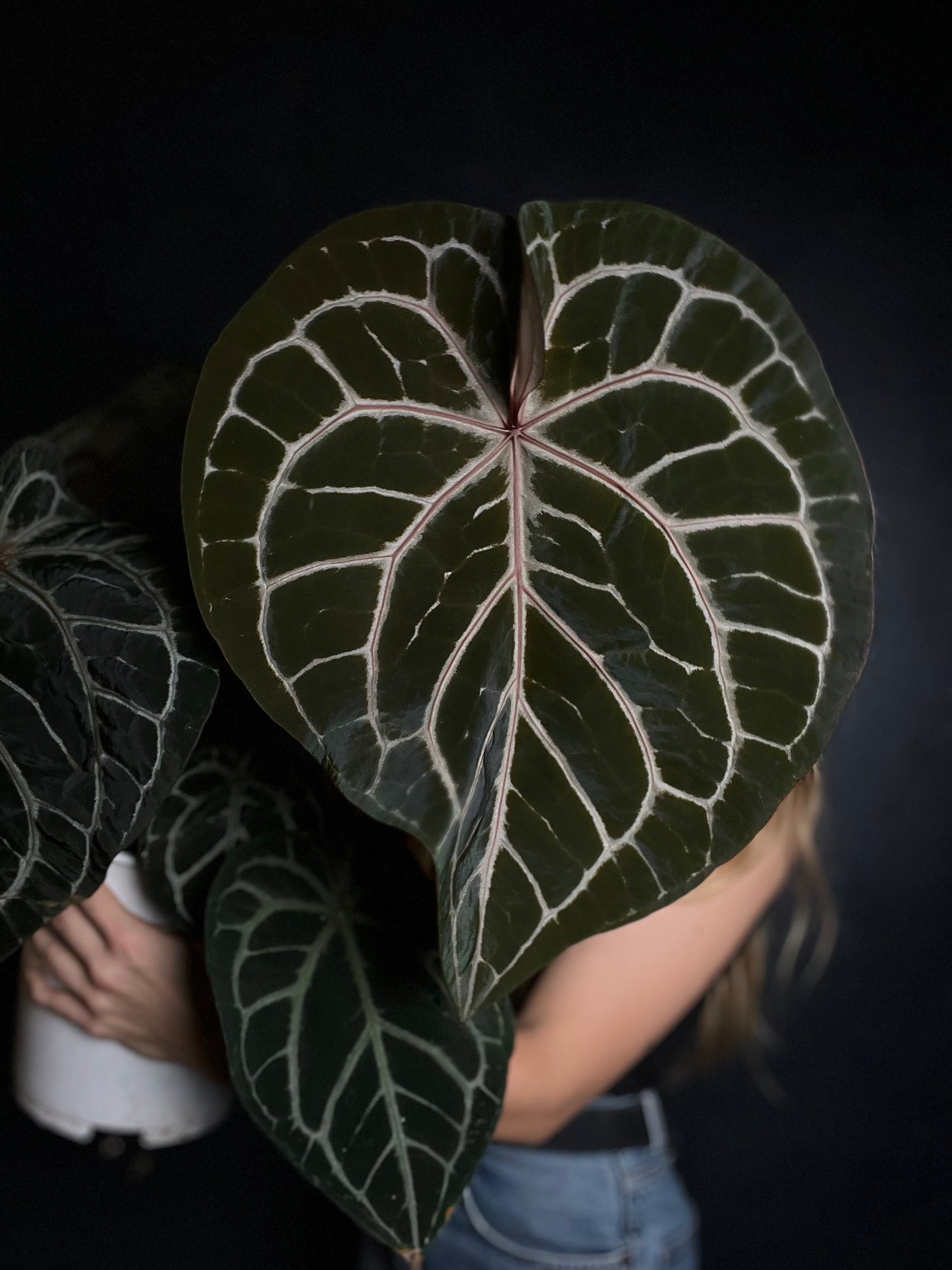 Anthurium 'Carbone' (Black Muscle x Michelle)