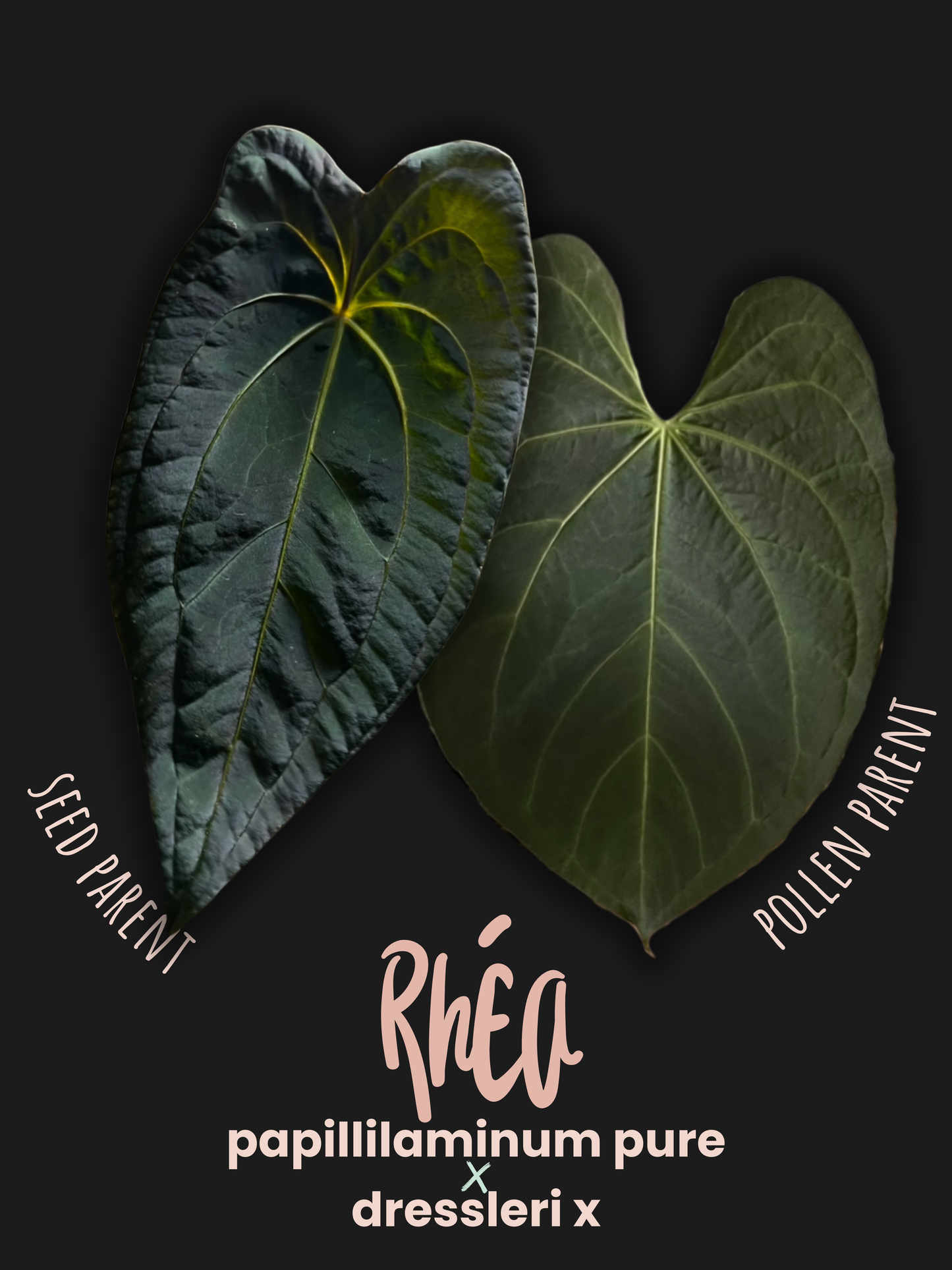 Seedling Anthurium Rhéa