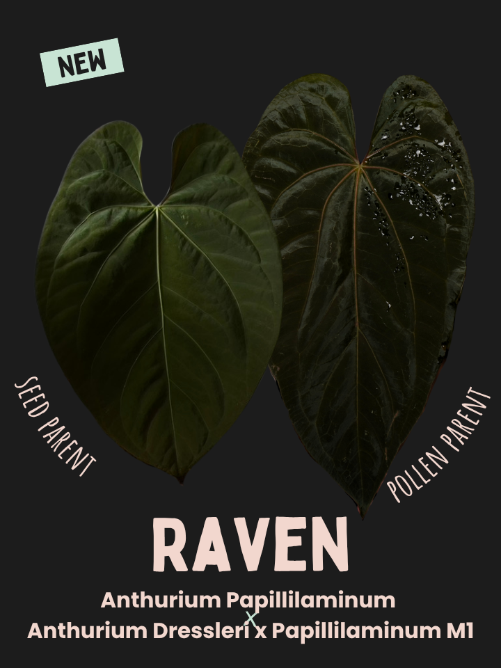 Anthurium 'Raven' - Anthurium Papillilaminum x Anthurium Dressleri x Papillilaminum