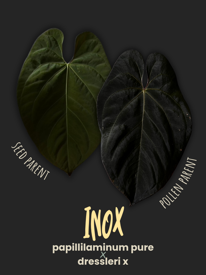 アンスリウム　dressleri x dressleri papillilaminumpurexdresslerix_