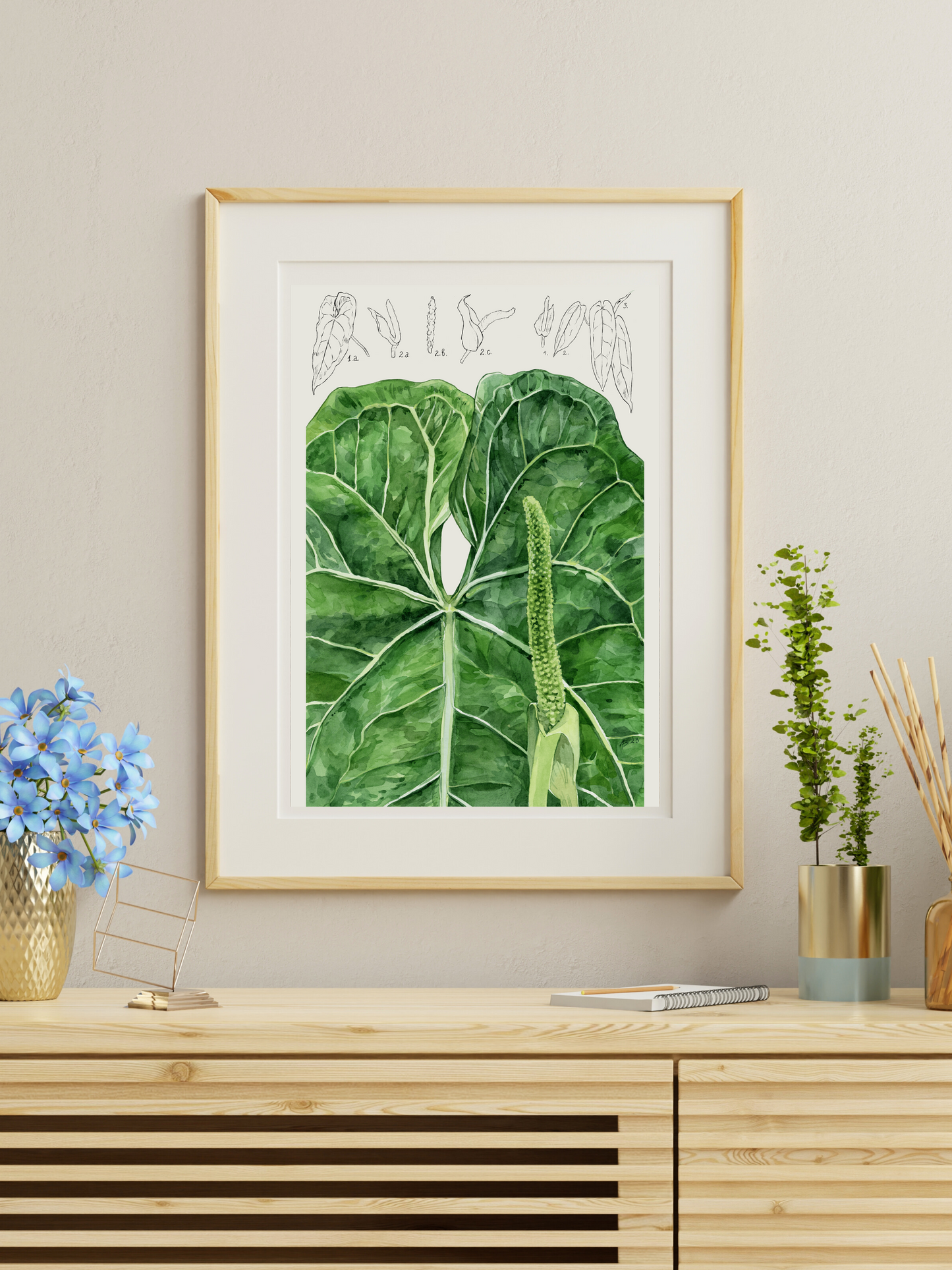 Illustration botanique Anthurium Warocqueanum - Young Botanist - Botanic art front