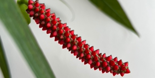 La pollinisation des Anthurium