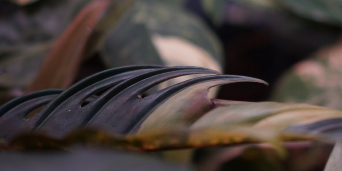 L’EC pour les plantes : Comprendre et maîtriser ce facteur clé pour une croissance optimale