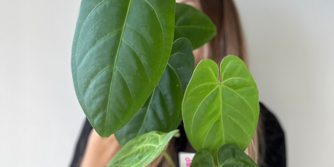 Anthurium "clone", Anthurium "from seed" quelles sont les différences ?