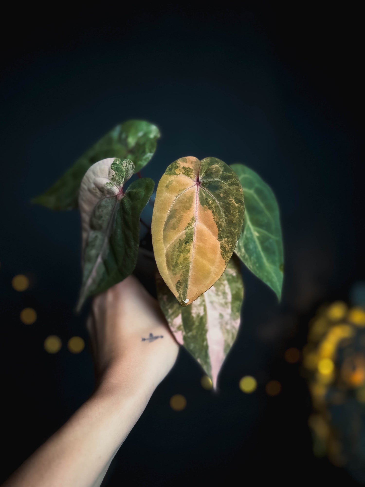 Variegated Anthurium