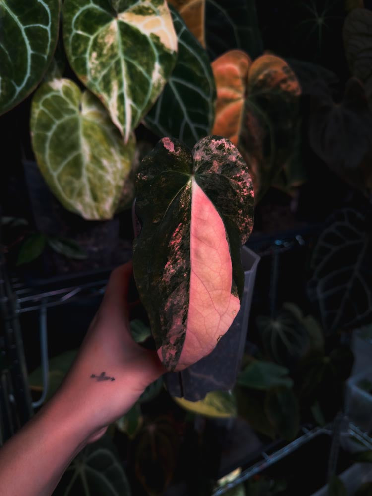 Anthurium Papilllaminum variegated x Carlablackiae