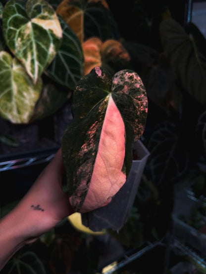 Anthurium Papilllaminum variegated x Carlablackiae