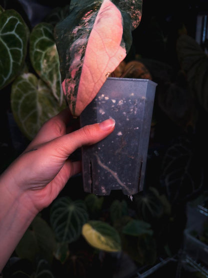 Anthurium Papilllaminum variegated x Carlablackiae