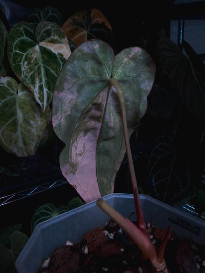 Anthurium Papilllaminum variegated x Carlablackiae