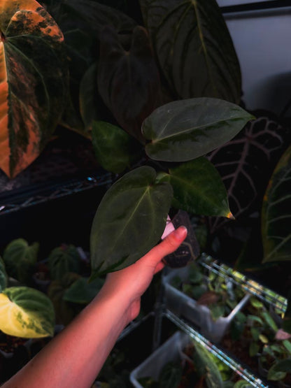 Seedling d'Anthurium 'INOX' papillilaminum x dressleri hybrid