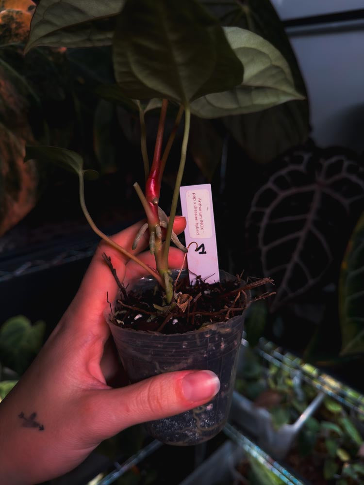 Seedling d'Anthurium 'INOX' papillilaminum x dressleri hybrid