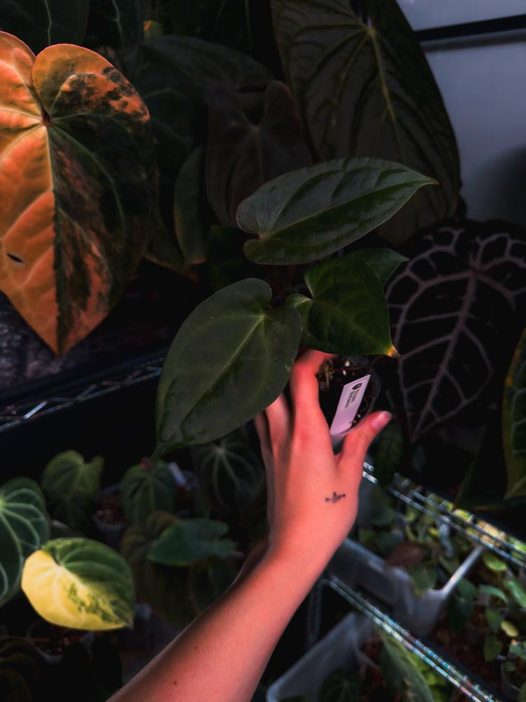 Seedling d'Anthurium 'INOX' papillilaminum x dressleri hybrid