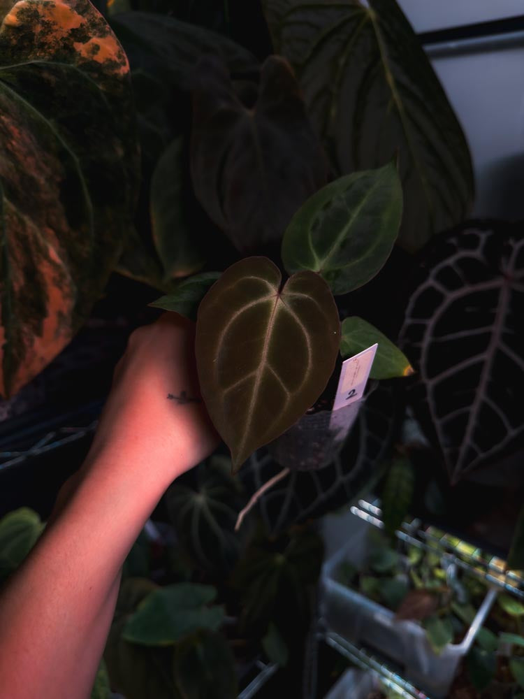 Anthurium 'HÉRA' (Besseae aff round form x Papillilaminum hybrid)