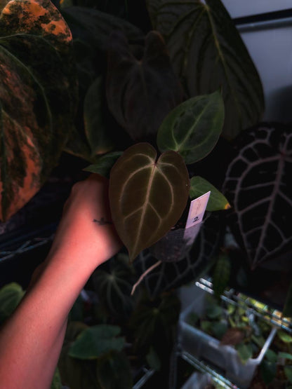 Anthurium 'HÉRA' (Besseae aff round form x Papillilaminum hybrid)