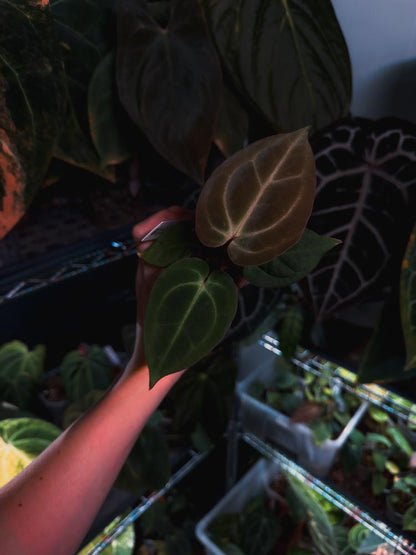 Anthurium 'HÉRA' (Besseae aff round form x Papillilaminum hybrid)