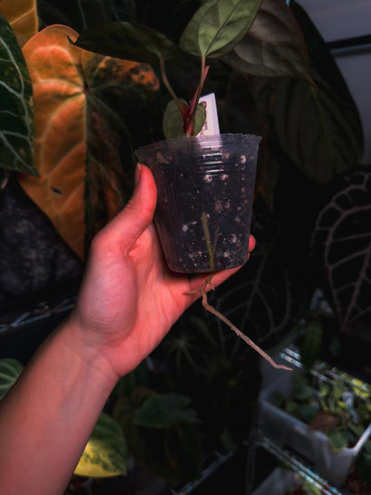 Anthurium 'HÉRA' (Besseae aff round form x Papillilaminum hybrid)