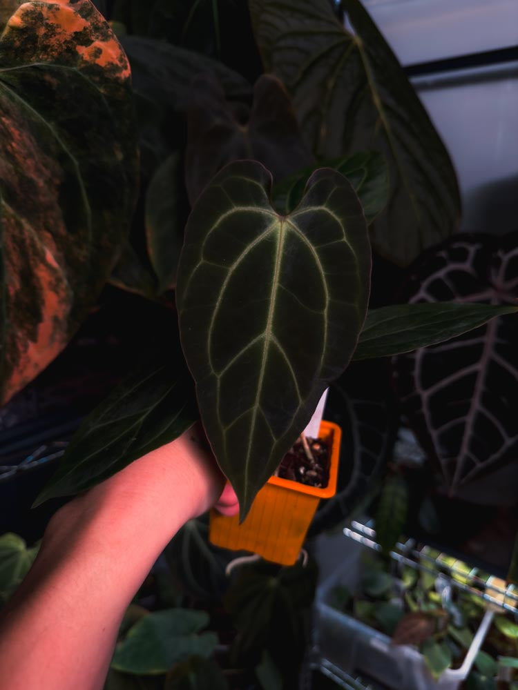 Anthurium 'HÉRA' (Besseae aff round form x Papillilaminum hybrid)