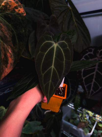 Anthurium 'HÉRA' (Besseae aff round form x Papillilaminum hybrid)