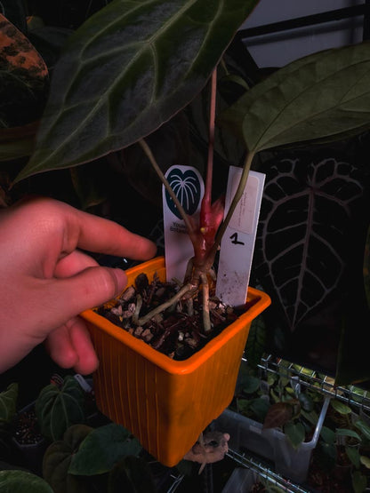 Anthurium 'HÉRA' (Besseae aff round form x Papillilaminum hybrid)