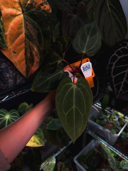 Anthurium 'HÉRA' (Besseae aff round form x Papillilaminum hybrid)