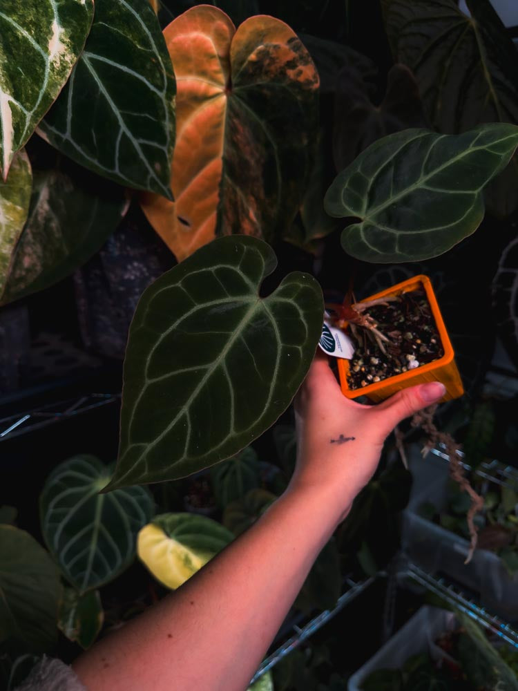 Anthurium 'HÉRA' (Besseae aff round form x Papillilaminum hybrid)