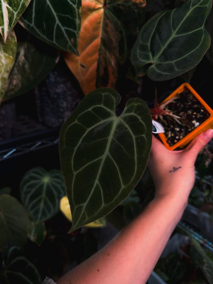 Anthurium 'HÉRA' (Besseae aff round form x Papillilaminum hybrid)