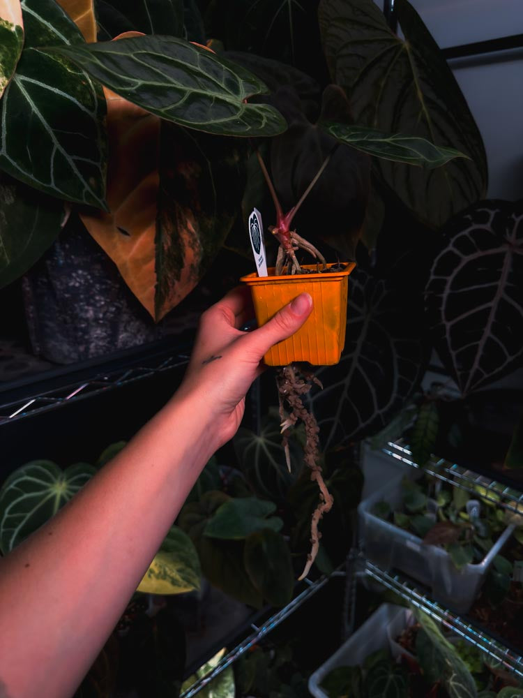 Anthurium 'HÉRA' (Besseae aff round form x Papillilaminum hybrid)