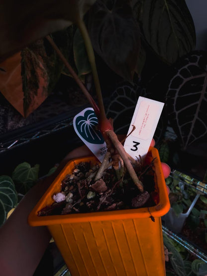 Anthurium 'HÉRA' (Besseae aff round form x Papillilaminum hybrid)
