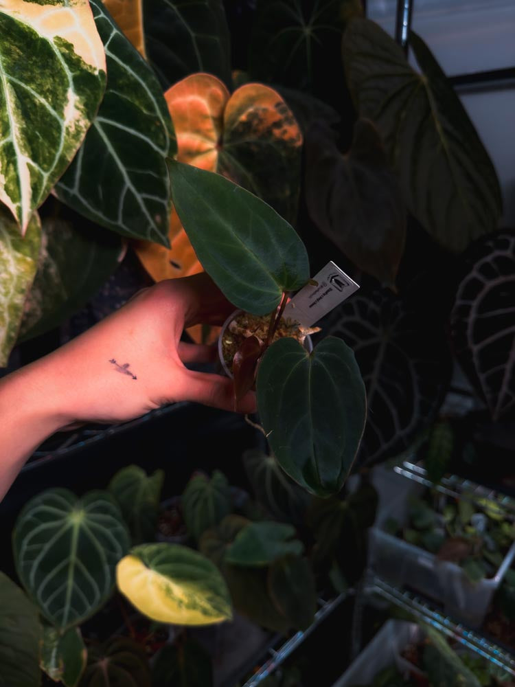 Anthurium (kunayalense papillilaminum x BVEP) x Besseae - OurPlantStory