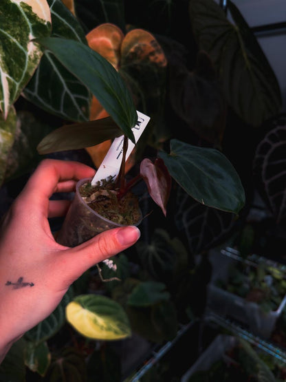 Anthurium (kunayalense papillilaminum x BVEP) x Besseae - OurPlantStory