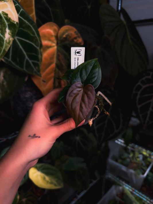 Anthurium (FSRL x BVEP) x Luxurians - OurPlantStory