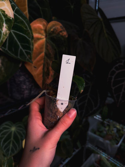 Anthurium (FSRL x BVEP) x Luxurians - OurPlantStory