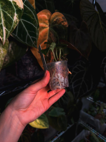 Anthurium (FSRL x BVEP) x Luxurians - OurPlantStory