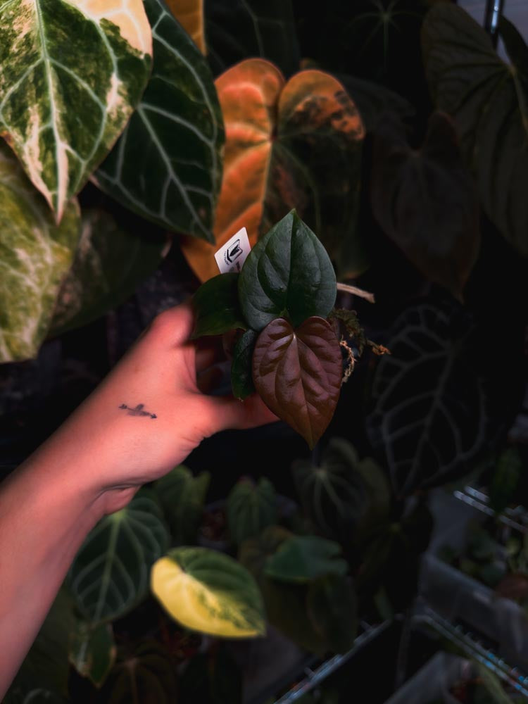 Anthurium (FSRL x BVEP) x Luxurians - OurPlantStory