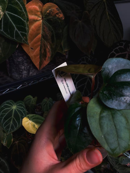 Anthurium (FSRL x BVEP) x Luxurians - OurPlantStory