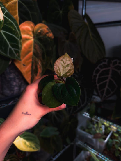 Anthurium (FSRL x BVEP) x Luxurians - OurPlantStory