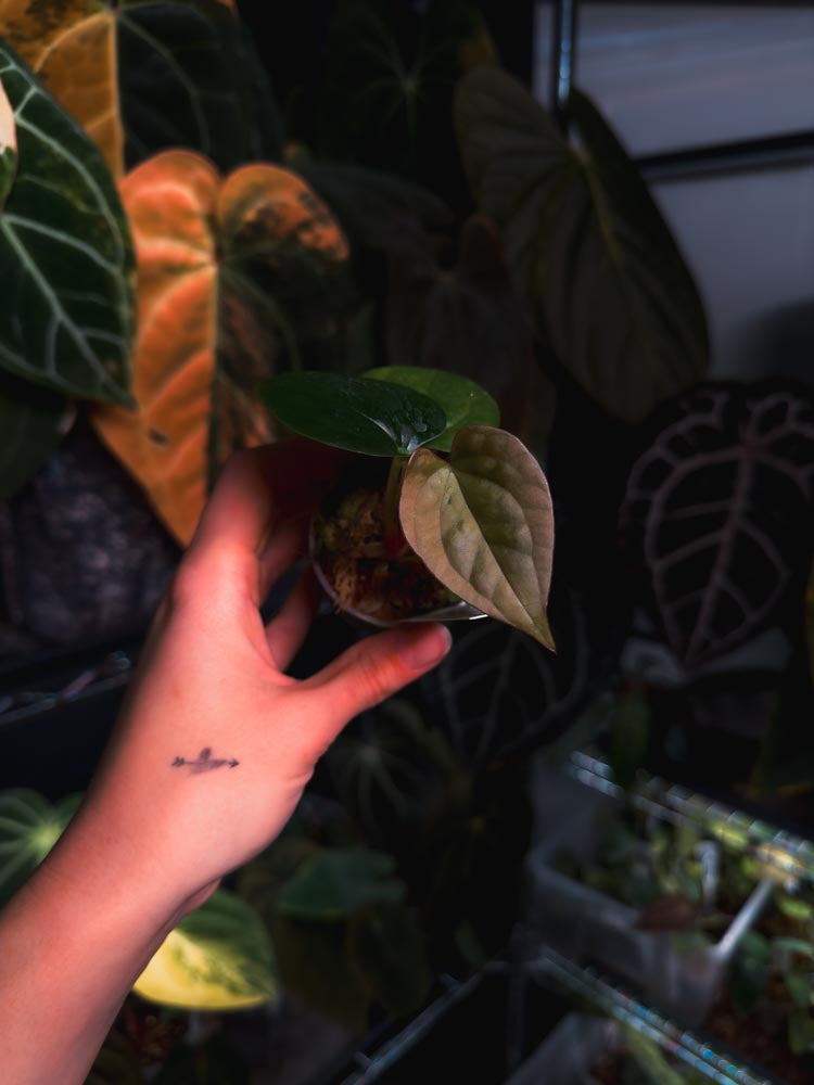 Anthurium (FSRL x BVEP) x Luxurians - OurPlantStory