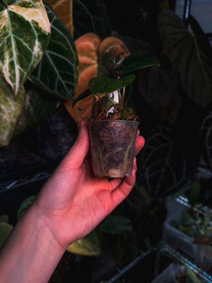 Anthurium (FSRL x BVEP) x Luxurians - OurPlantStory