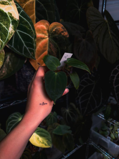 Anthurium (kunayalense papillilaminum x BVEP) x Besseae - OurPlantStory