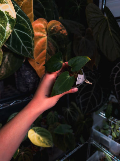 Anthurium (kunayalense papillilaminum x BVEP) x Besseae - OurPlantStory