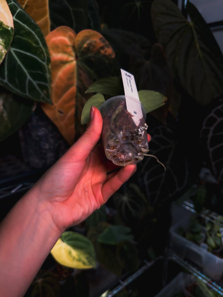 Anthurium (kunayalense papillilaminum x BVEP) x Besseae - OurPlantStory