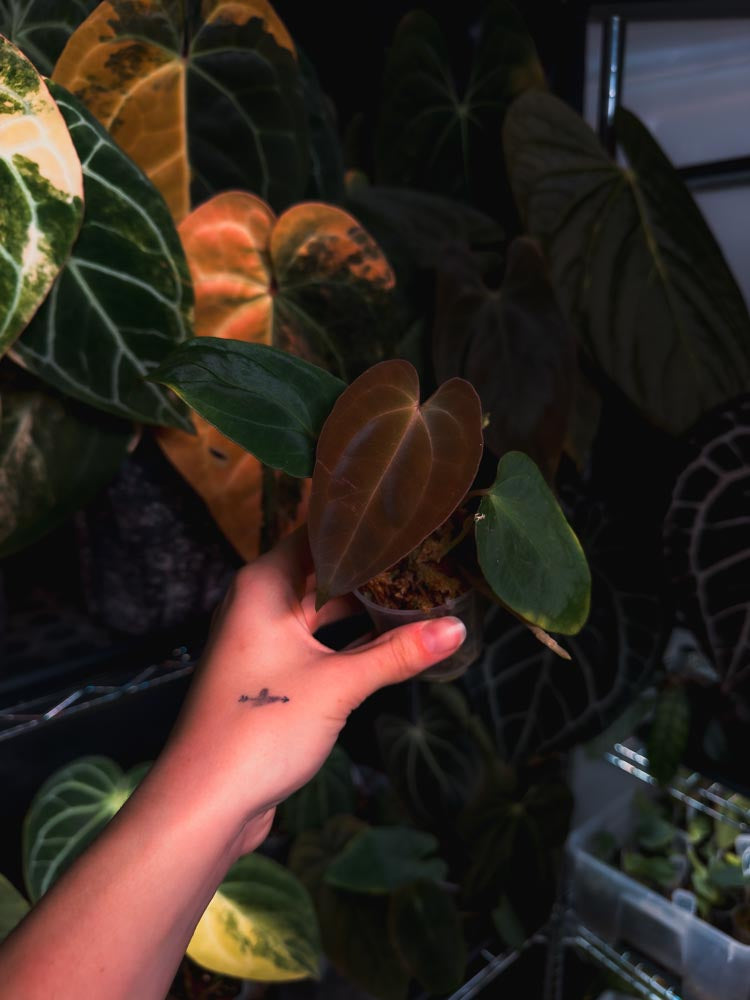 Anthurium (kunayalense papillilaminum x BVEP) x Besseae - OurPlantStory