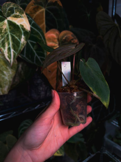 Anthurium (kunayalense papillilaminum x BVEP) x Besseae - OurPlantStory